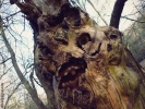 treeteeth