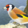 Goldfinch+Longford