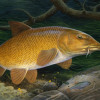 barbel