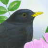 blackbird