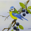 bluetit2