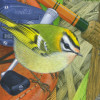 firecrest