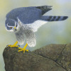 goshawk