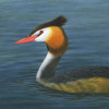 greatcrestedgrebe