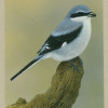 greatgreyshrike