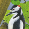 greatspottedwoodpecker