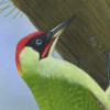 greenwoodpecker