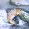 hookedbrowntrout