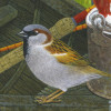 housesparrow
