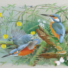 kingfishers