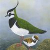 lapwing