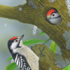 lesserspottedwoodpeckers