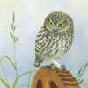 littleowl2