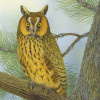 longearedowl