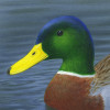 mallard