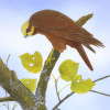 marshharrier(young male)