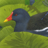 moorhen