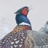 pheasant1