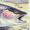 rainbowtrout