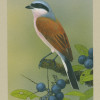 redbackedshrike