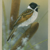 reedbunting