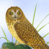 shortearedowl