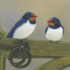 swallows