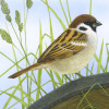 treesparrow