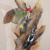 woodpecker